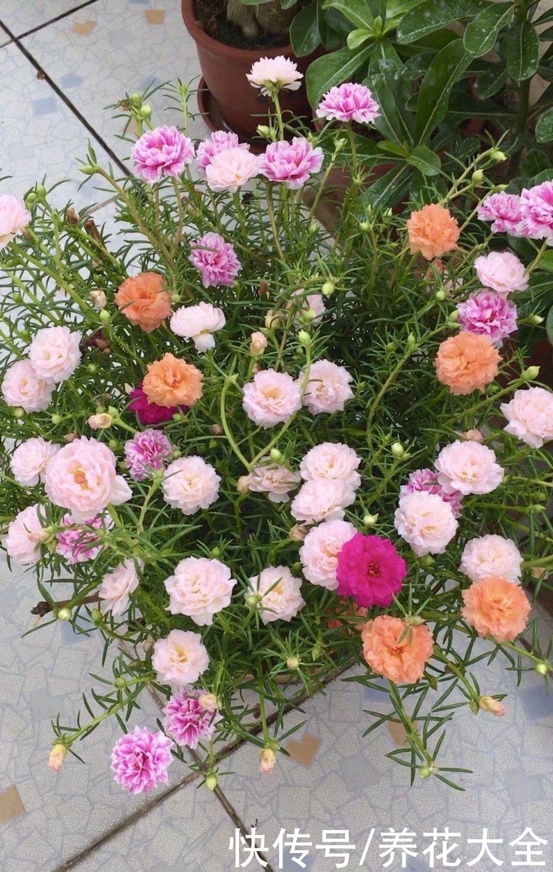 打理|2种花就是精心打理长不好，爱答不理很茂盛，花要贱养