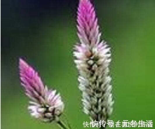 青葙|农村经常见到的这种野草，却有大功效，遇见了一定要手下留情