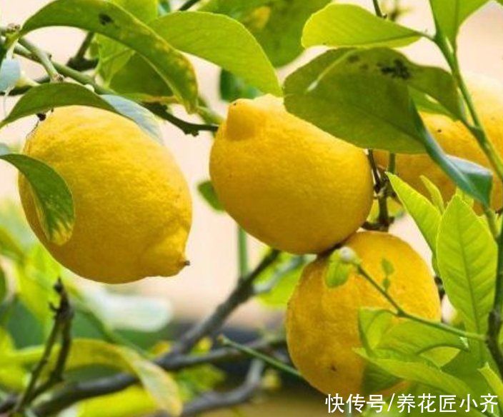 叶绿|盆栽柠檬养不好？记住它有“4怕”，避免才能叶绿结果多