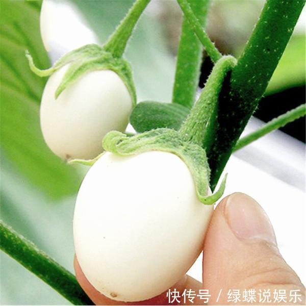 盆里长出白鸡蛋,个头不大味道却美,阳台就能种几盆