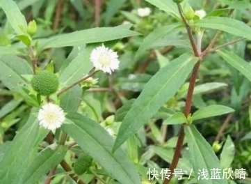 遇见|它的茎叶瘦长,折断会流出黑色汁液,遇见挖回家