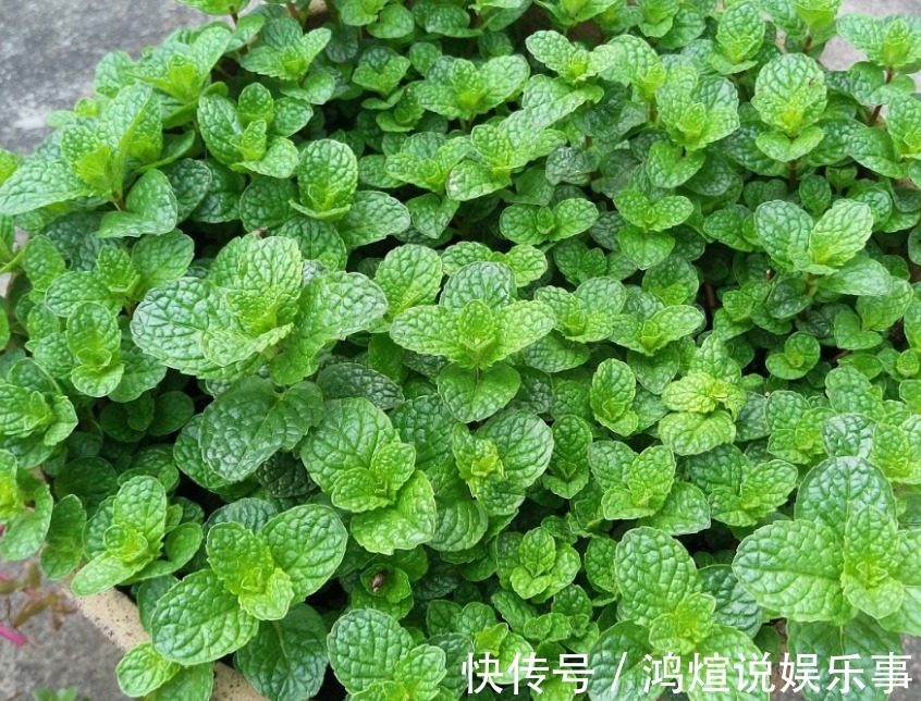 阳台就养这几种花,好养又好看,关键是还能泡茶喝!