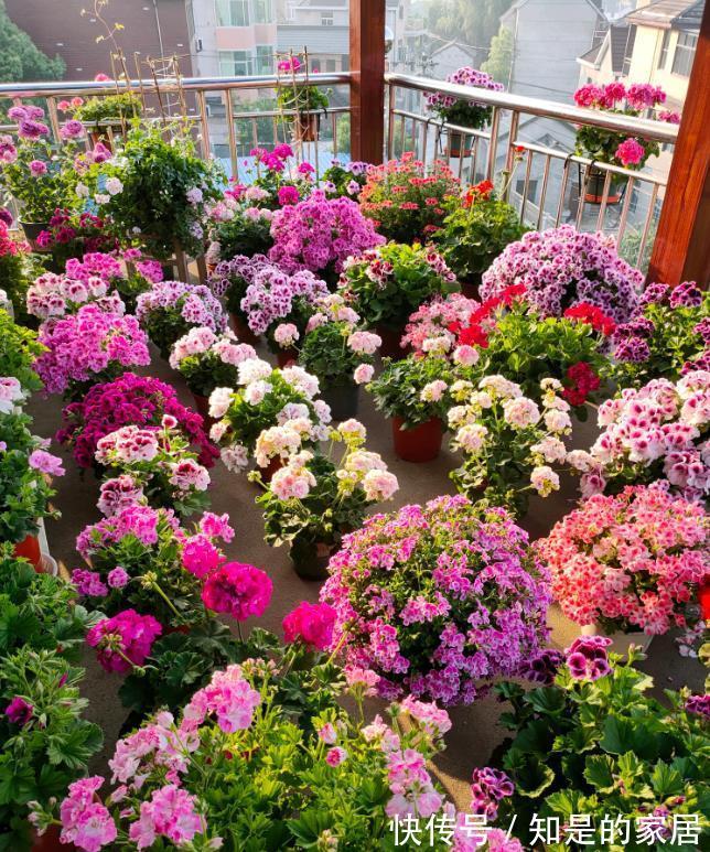 多元素|5种“漂亮花”,秋天乱修剪?小心来年,一年没花看