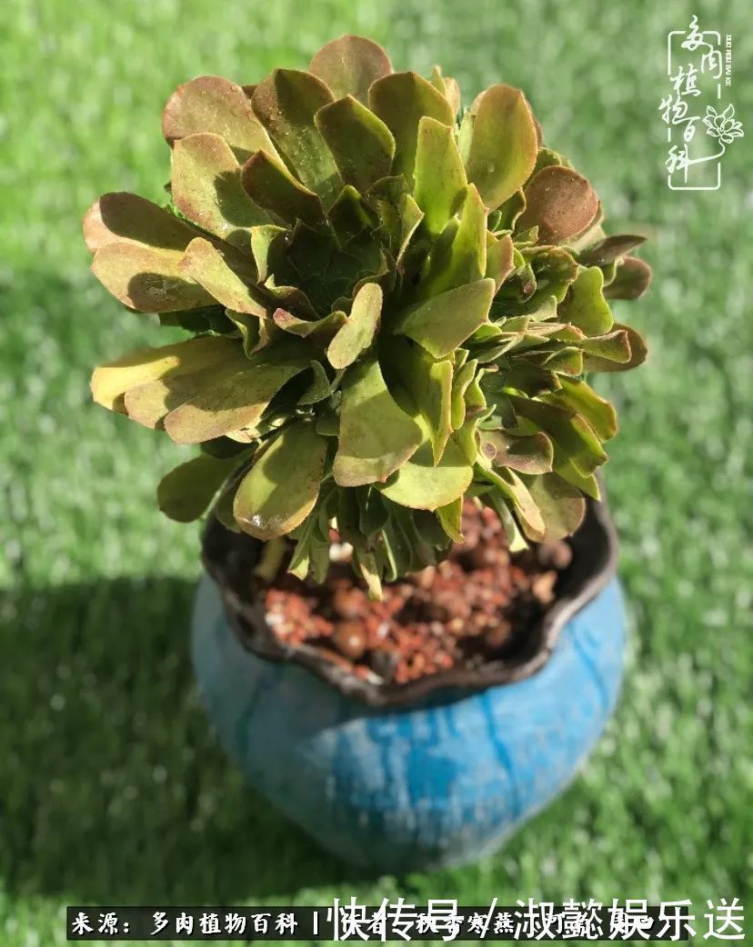 百科|多肉千万种,我独爱法师!爱它的霸气,更爱它的华丽蜕变!