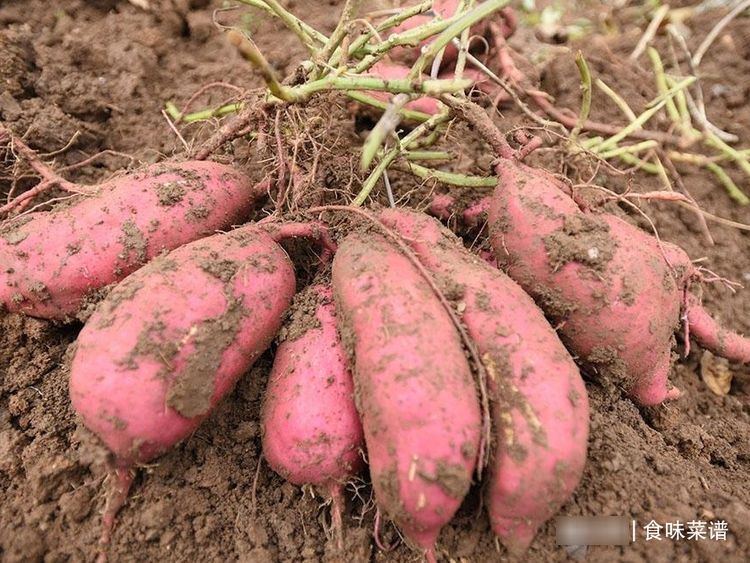 红薯丸家常做法，适合新手学，金黄酥脆，软糯香甜，孩子们吃嗨了