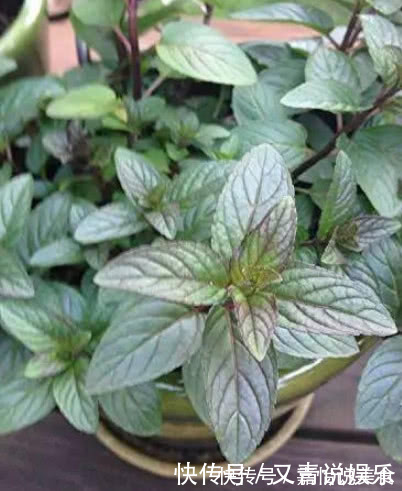 连翘花|4种“巧克力香味”的花,好养又漂亮,让人闻着就馋,养1盆真值