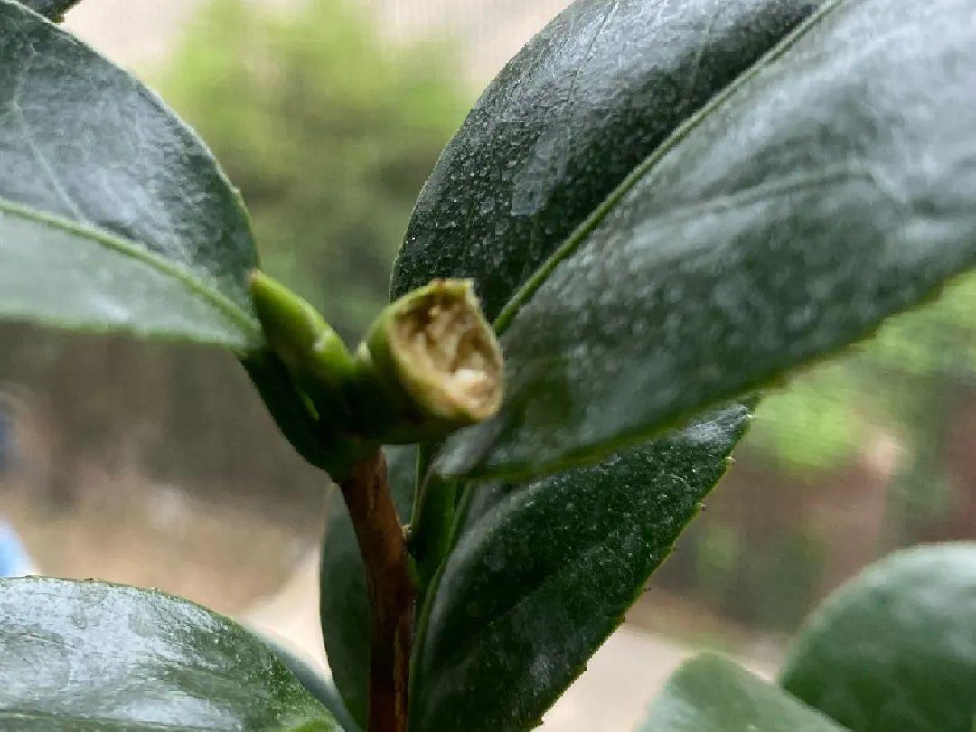 叶子|20种花，天凉了赶紧剪，来年开花有多又艳！