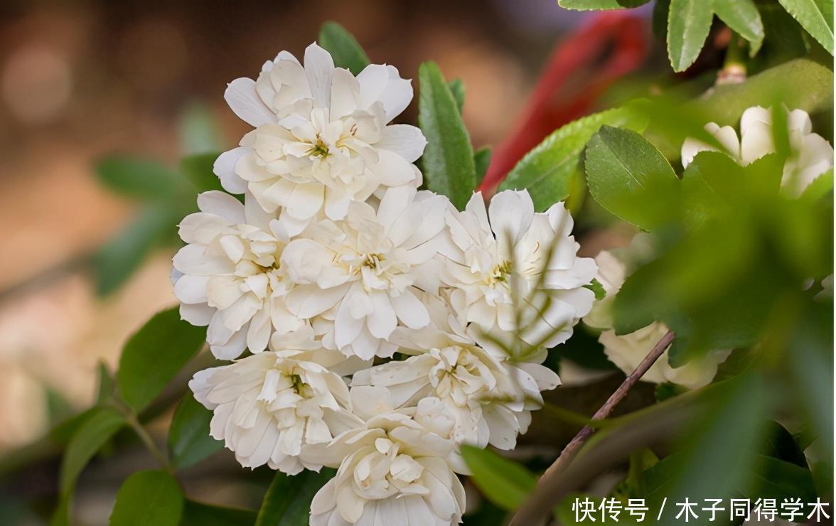 好看又好养的黄木香，花量巨大，养护做好几点，见花不见叶