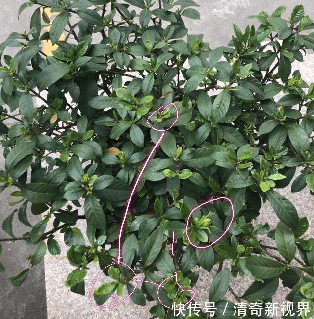 叶片|栀子花到七月了还不开花怎么办4个催花技巧，迟来的花有惊喜