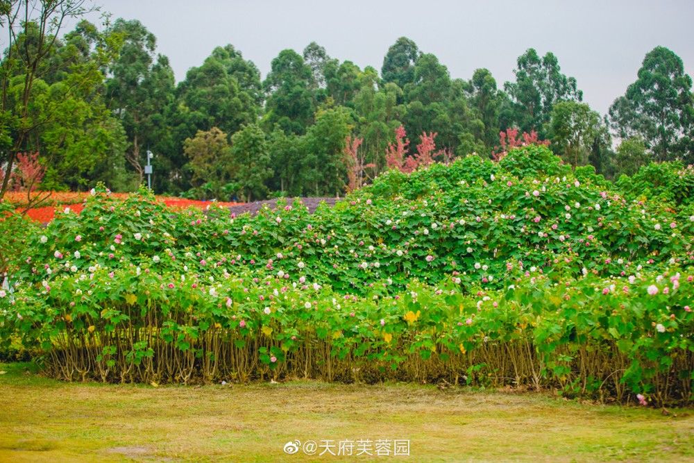 天府芙蓉园|C位出道！成都50000株芙蓉花开了