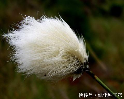 这是什么草，长得像羊胡子，比花还要美，羊胡子草有什么用？