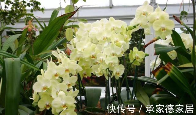 天气转凉，室内养兰花，该注意什么？盆栽谨记4点长势猛