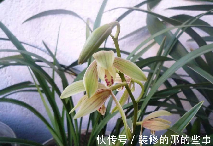 曾卖出天价的兰花，四季兰铭品，今价格亲民，发芽率高，便宜好养