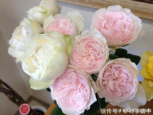 粉色|5款唯美粉色月季。美人如玉粉妆琢,粉色娇羞白如雪。抗病好养