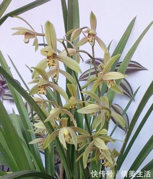 可以食用的兰花，曾争相抢购，现在人手一盆，花色多变，香味扑鼻