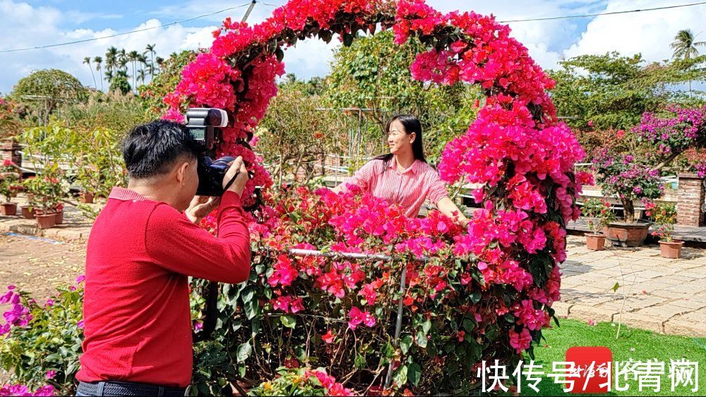 梅花会|“花样百出”迎新春 万宁溪边村三角梅花会开园