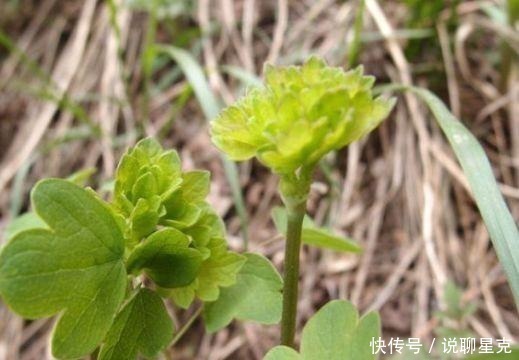 猫爪菜|农村被称为“猫爪草”,现在成了城里热门野菜,卖50元一斤