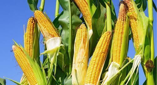 血液|一旦发现血脂高,6种食物要多吃,帮你净化血液, 血脂自然消