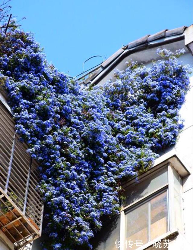 此4种花,花期特别长,养一盆全年都有花看