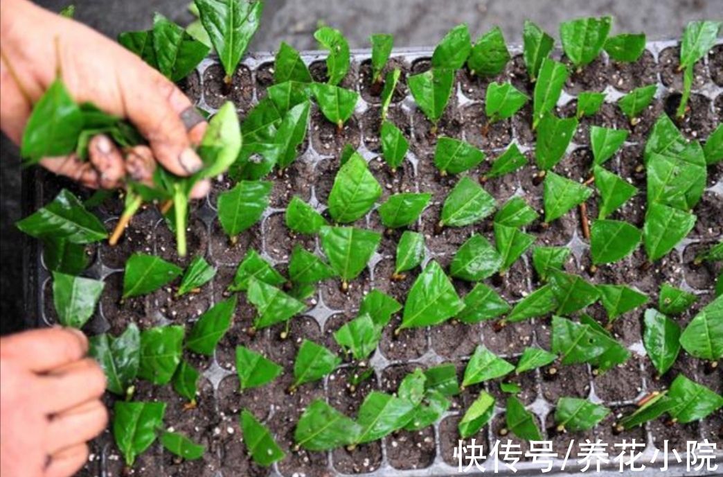 10月以后，6种花还能照常扦插，而且不容易腐烂