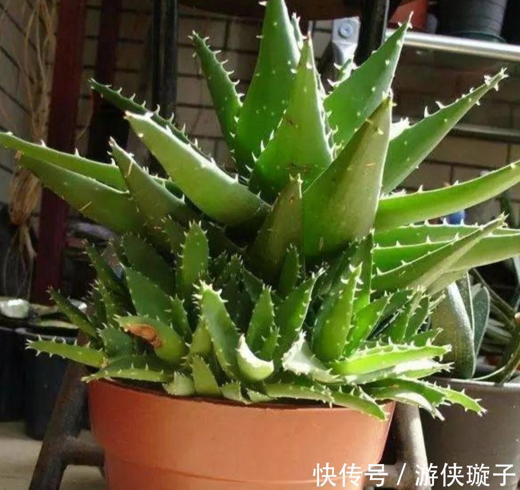 根系|7种大盆栽,冬天正“虚弱”,赶紧断水,多浇一杯水,灌死一大片