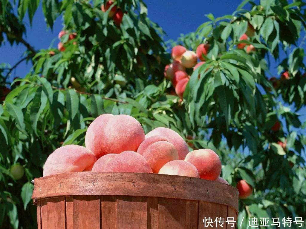 故事|这十个常见的水果，原来背后还有这些有趣的故事