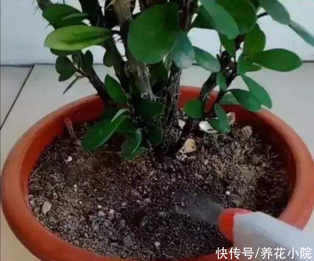 潮湿|花盆里出现小虫子,不用买杀虫剂,往里面扔点“小东西”就管用