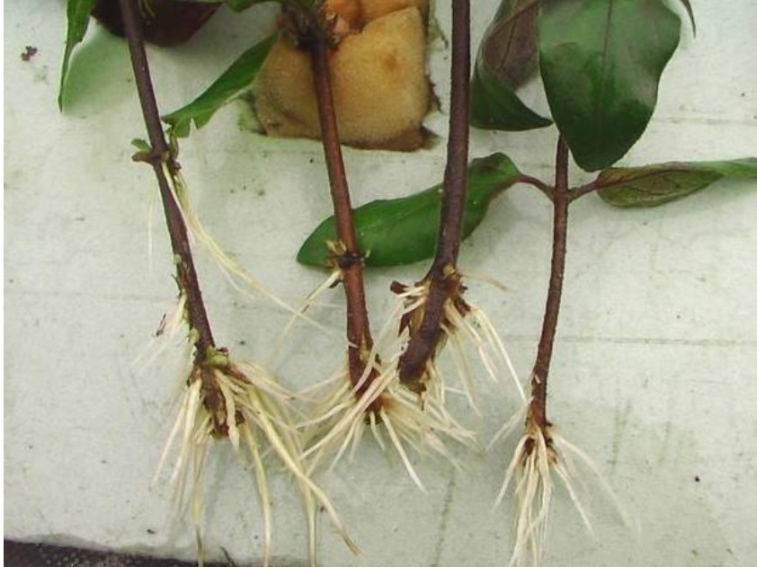 家家|5种“生根水”,家家都有,不花1分钱,扦插花卉“7天”生白根