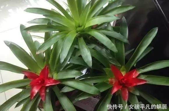 寓意|这几种花有钱人都抢着养,家里种上一盆顺风顺水,日子越过越红火