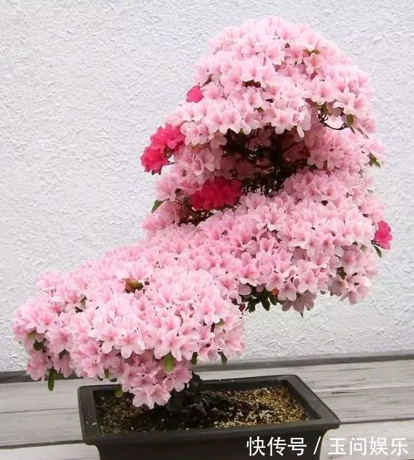杜鹃花年年买就是养不活掌握4点技巧,一盆养成老桩当传家宝