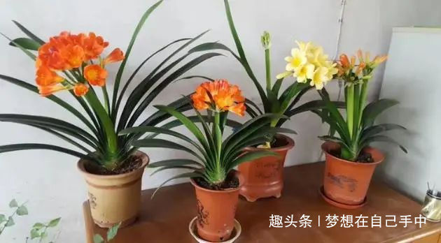 新芽|君子兰换盆,多做“这1步”,15天恢复生长,比往年花量多得多