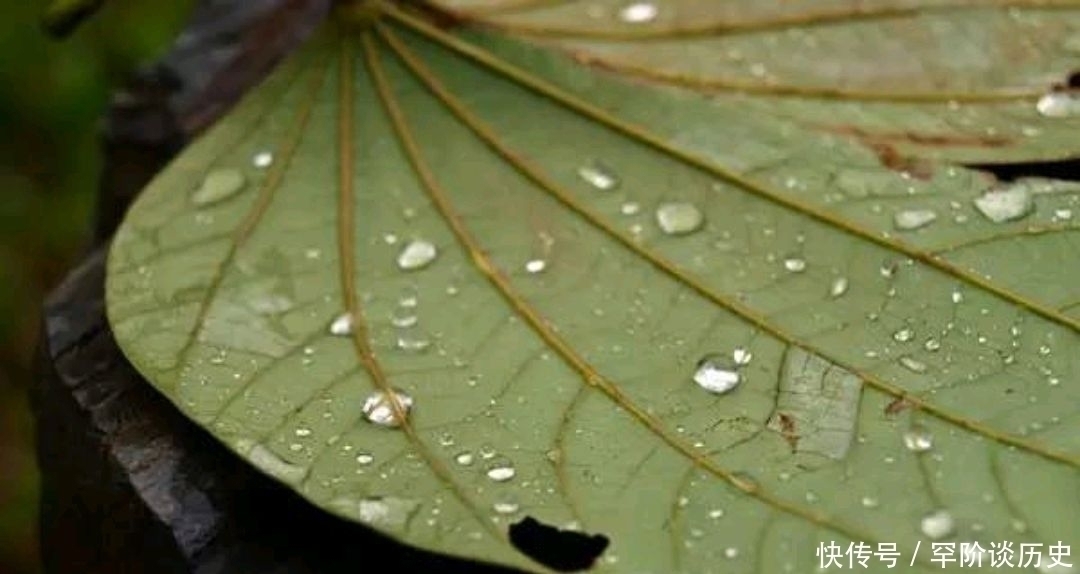 陆游|小楼一夜听春雨，这看似耳熟能详的一句诗，你知道它的下一句吗？