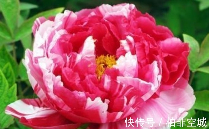 5种花养阳台,浇点水就狂开花,开成花海,邻居看了都羡慕!