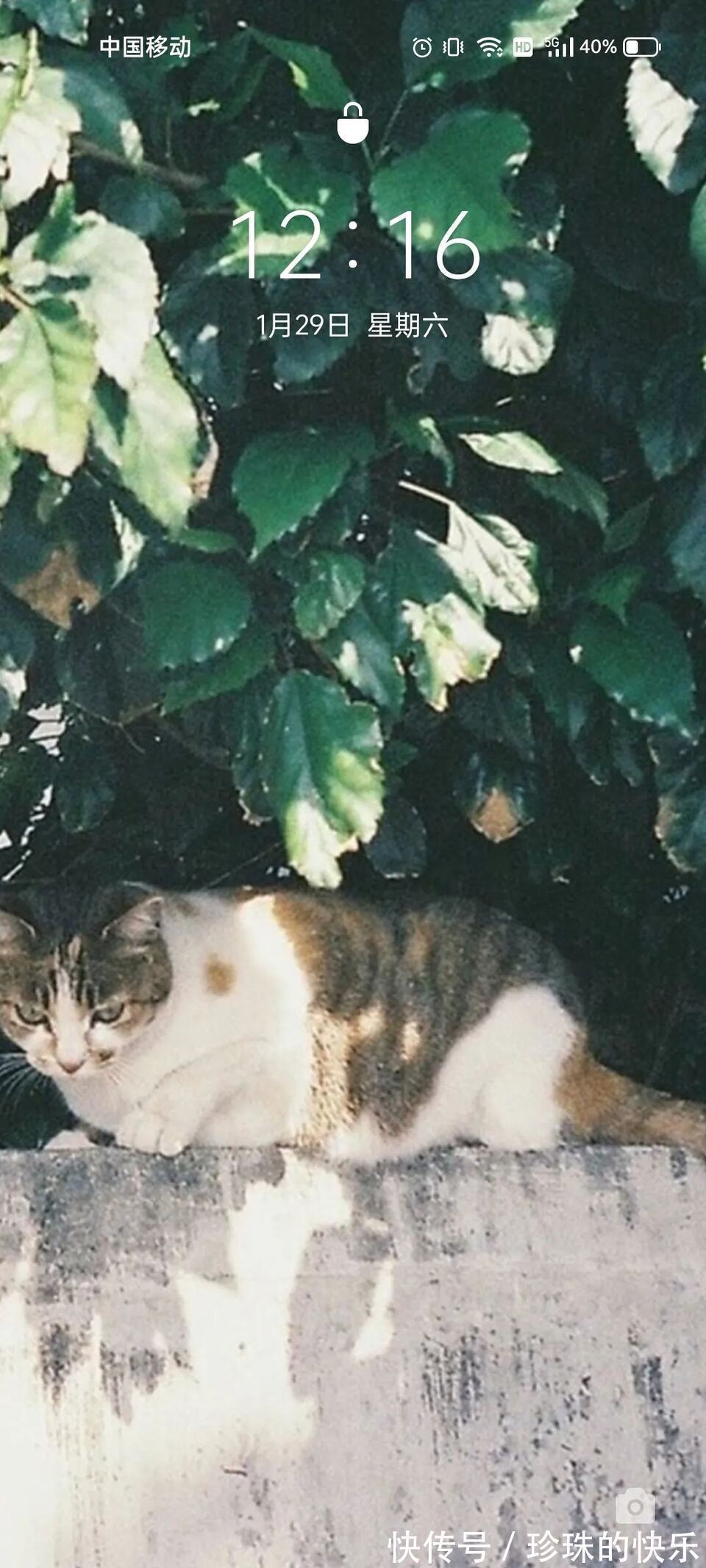 拜年|必存!新年拜年表情包丨第310期热门表情包