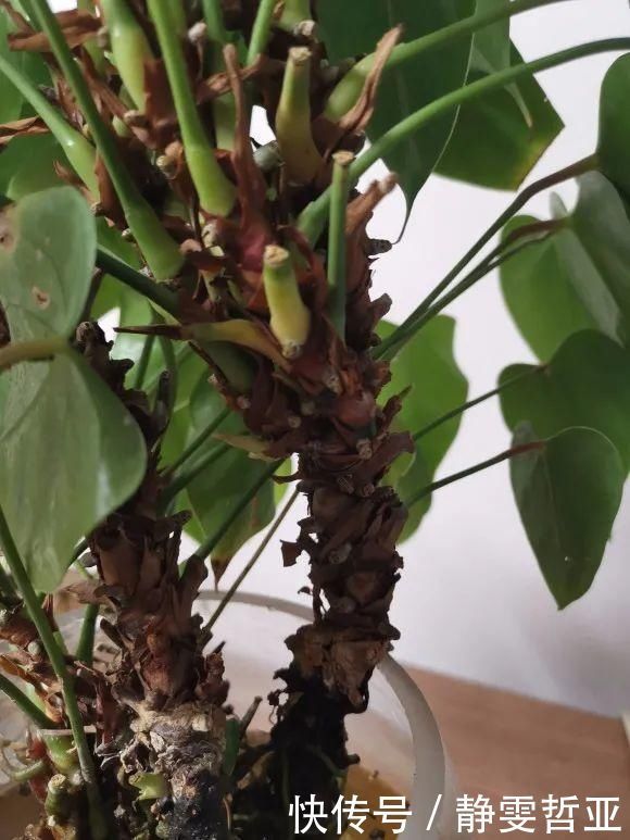 虎皮兰,红掌,吊兰养成老桩，变成大树，真壮观