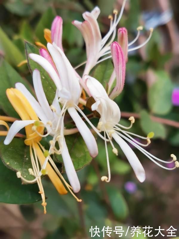 一扦插就活,还能用来泡茶喝,这花种了就是赚了