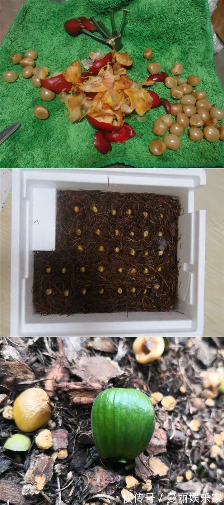 雄蕊|3种花不用“扦插”,花开完等俩月,半年变成“养花大户”!