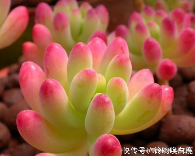 秋天就买这8种多肉,叶片变得红红的,好漂亮
