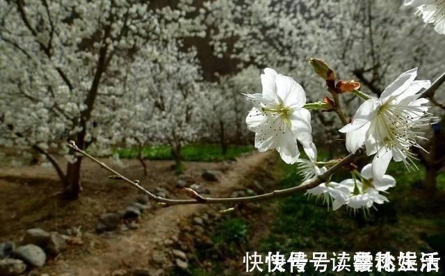 梨花$苏轼不多见的七言绝句，而其中感慨人生的悲凉，也是少见