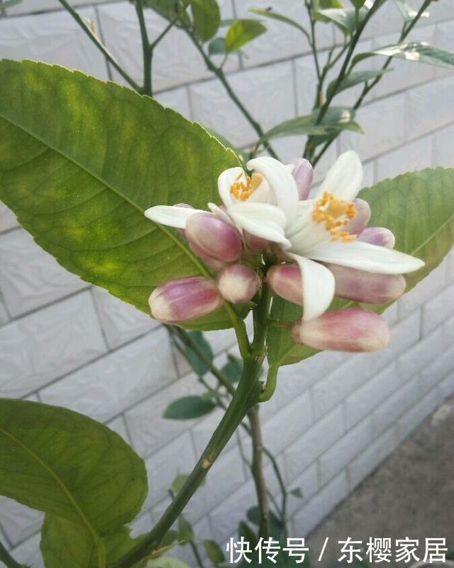 排毒|一个柠檬籽,丢进花盆,结出满盆的柠檬,排毒又减肥