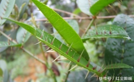 农村这种野草牲口躲着走，老中医眼中是治跌打旧积、风湿骨痛的宝