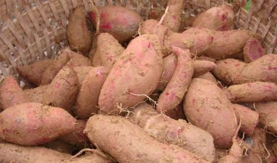 危害|红薯百利却有一大害,且危害极大,很多人不重视,现在知道不算晚