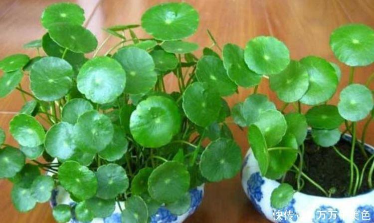 家养|家养4种花,个个都是财神爷,几个月不浇水,照样长得旺