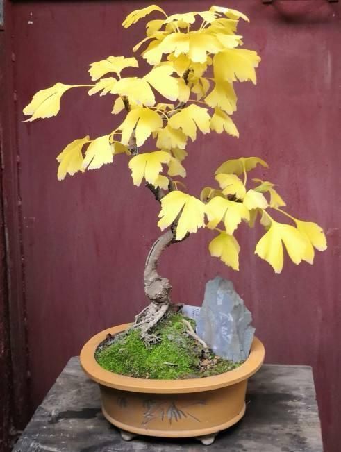 杜鹃花|能活几十年的花,家里养一盆,还能作传家宝