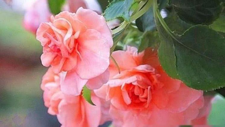 家养几种花卉，开花勤爱爆盆，花色鲜艳，养在庭院超美的