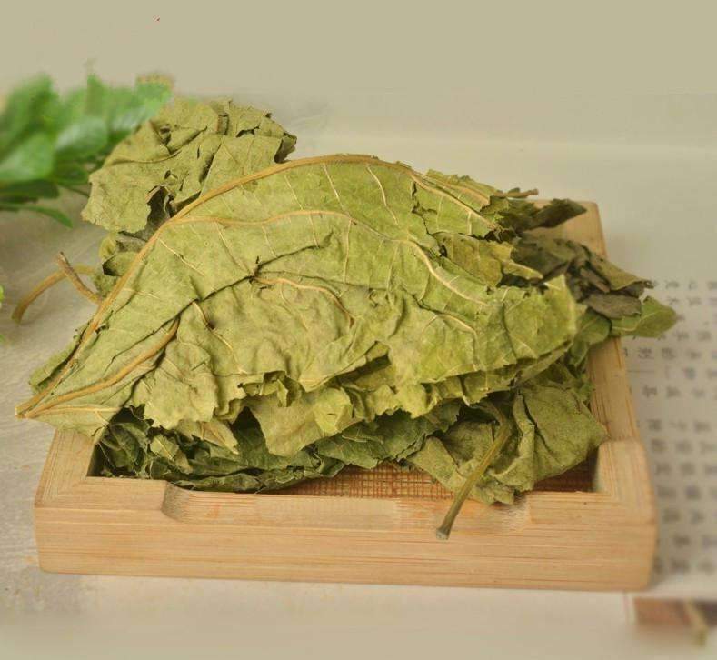 能用|桑叶能用好,一定是个宝,一片桑叶,8种病症都能治!