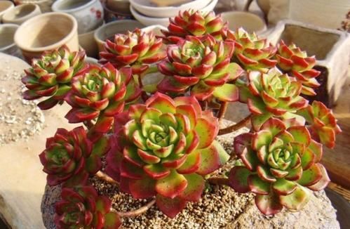 养4种花，只浇水，别喷叶，不然烂心掉花苞