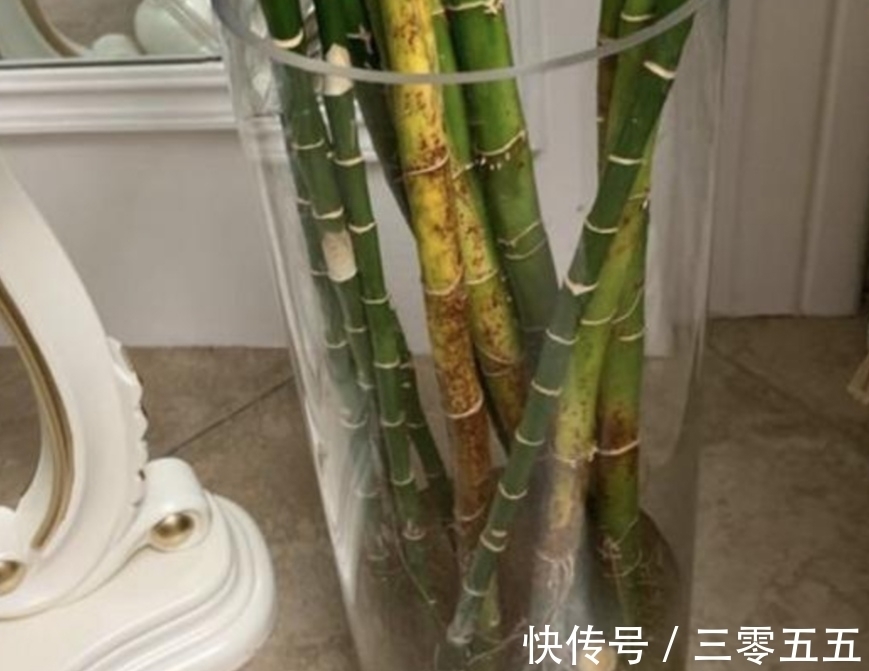 富贵竹叶子发黄，不要扔掉，简单处理后，还能再次长得繁茂