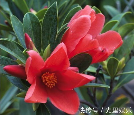 在家中养护花卉，就选择长势茂盛，花色艳丽，开花繁多的5种花卉