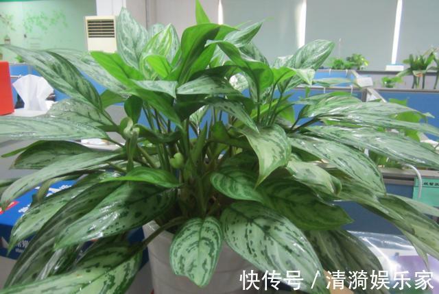 土壤|这10种花夏天“晒不得”,一见强光就黄叶,赶紧搬回家